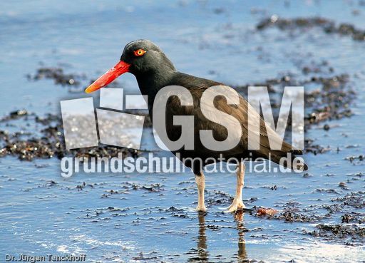 Schwarzer Austernfischer (8 von 14).jpg